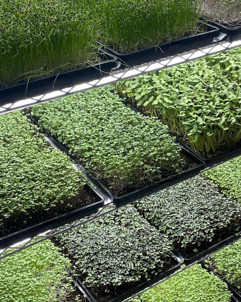 microgreens in pittsburgh